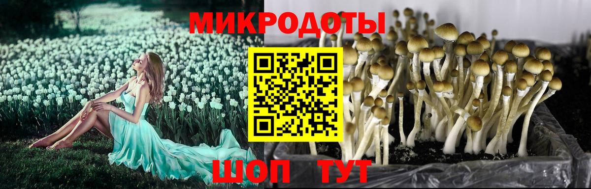 где можно купить наркотик  Псилоцибиновые грибы Psilocybine cubensis  Вход с VPN  Искитим  Псилоцибиновые грибы Psilocybine cubensis 